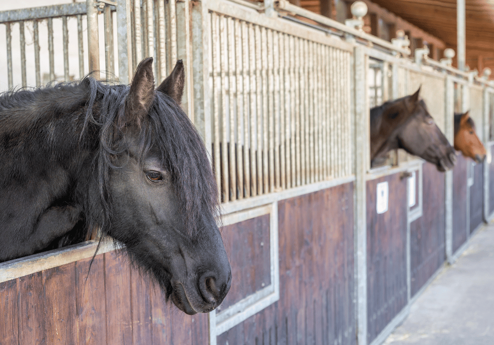 equine strangles